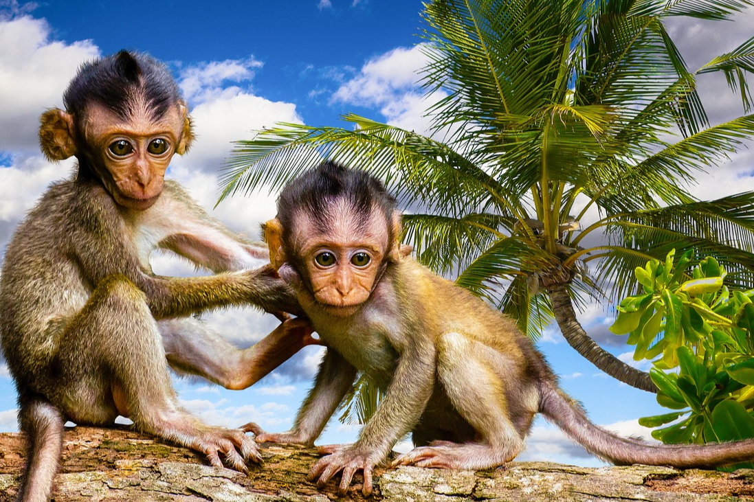 Обезьяна 2023 год. Обезьянка с телефоном. Две красивые обезьянки на селфи. Морские обезьянки на руке.