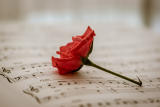 roos op partituur