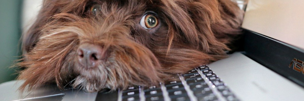 hond op laptop