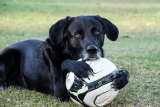 Hond met voetbal 