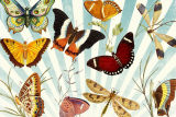 Vlinders en insecten